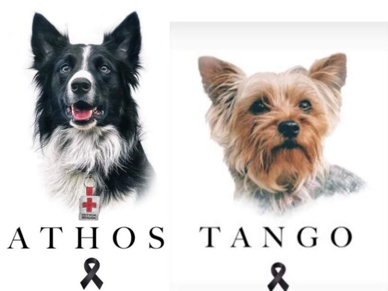 envenenan a perros en queretaro