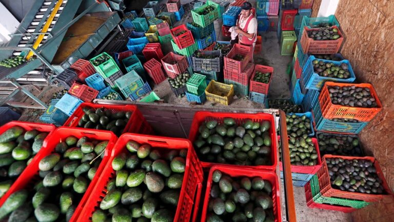 Producción de aguacate, tema de Luis Doporto Alejandre