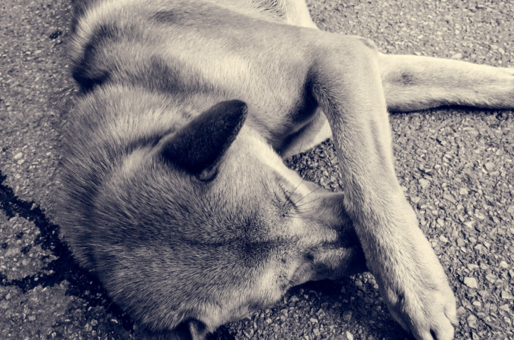 Recientemente, en dos ocasiones encontraron perritos envenenados en El Marqués, Qro.