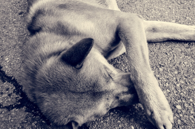 Recientemente, en dos ocasiones encontraron perritos envenenados en El Marqués, Qro.