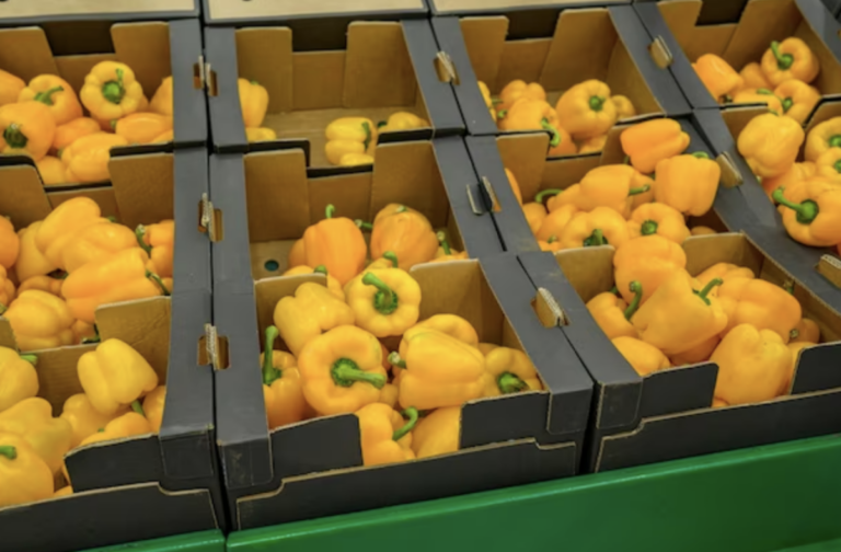 Querétaro sigue progresando en materia de producción de pimiento morrón.