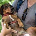 Buscan retribuir la noble labor de los rescatistas de mascotas.