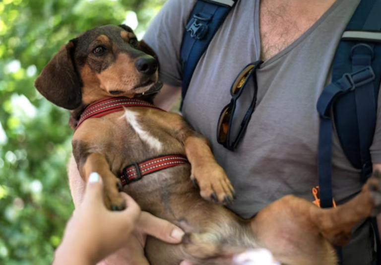 Buscan retribuir la noble labor de los rescatistas de mascotas.