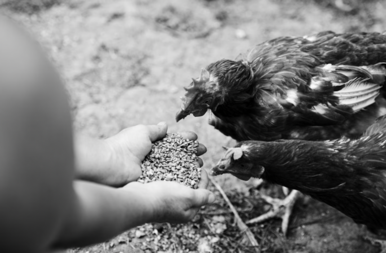La gripe aviar originada por la cepa H5N1