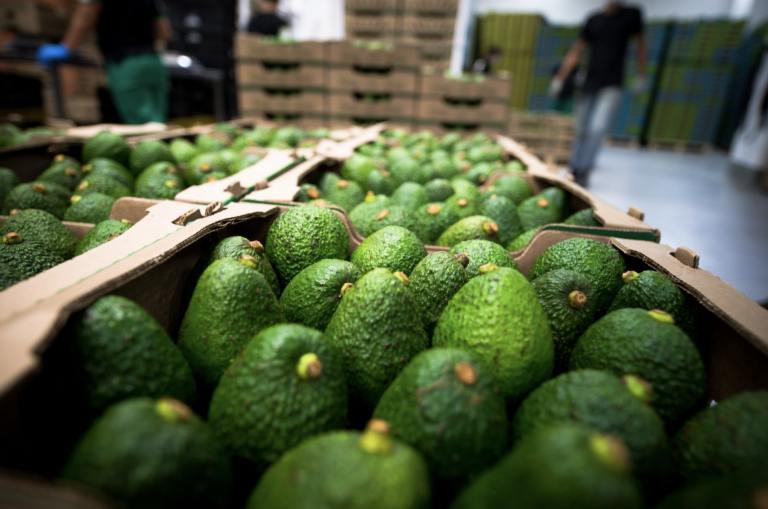  Luis Doporto Alejandre ve retos importantes que podrían presentarse en la exportación del fruto mexicano a mediano y largo plazo.