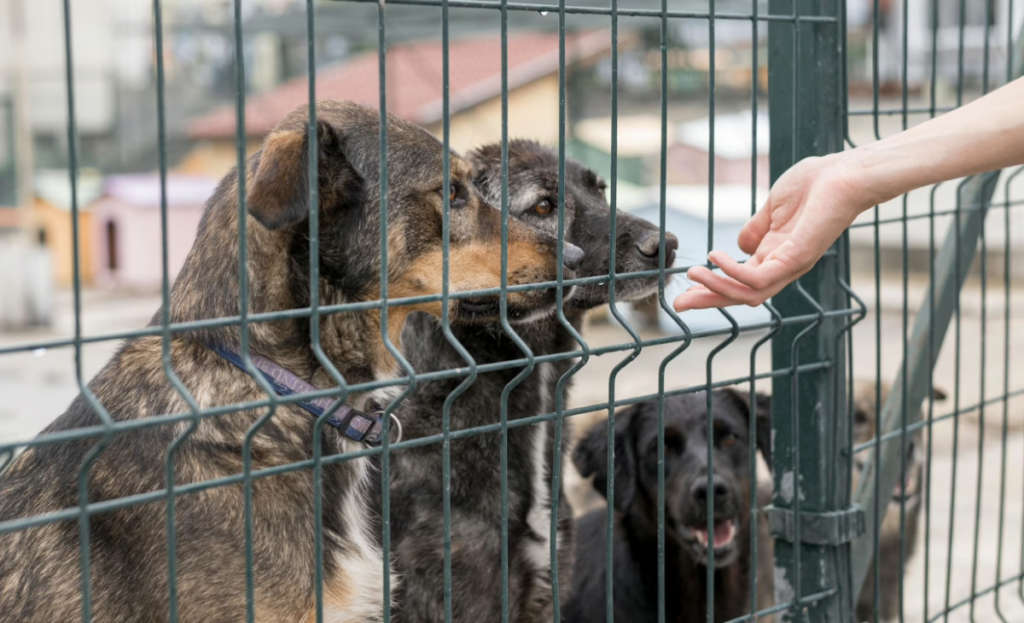 Se busca terminar con criaderos clandestinos en Querétaro.