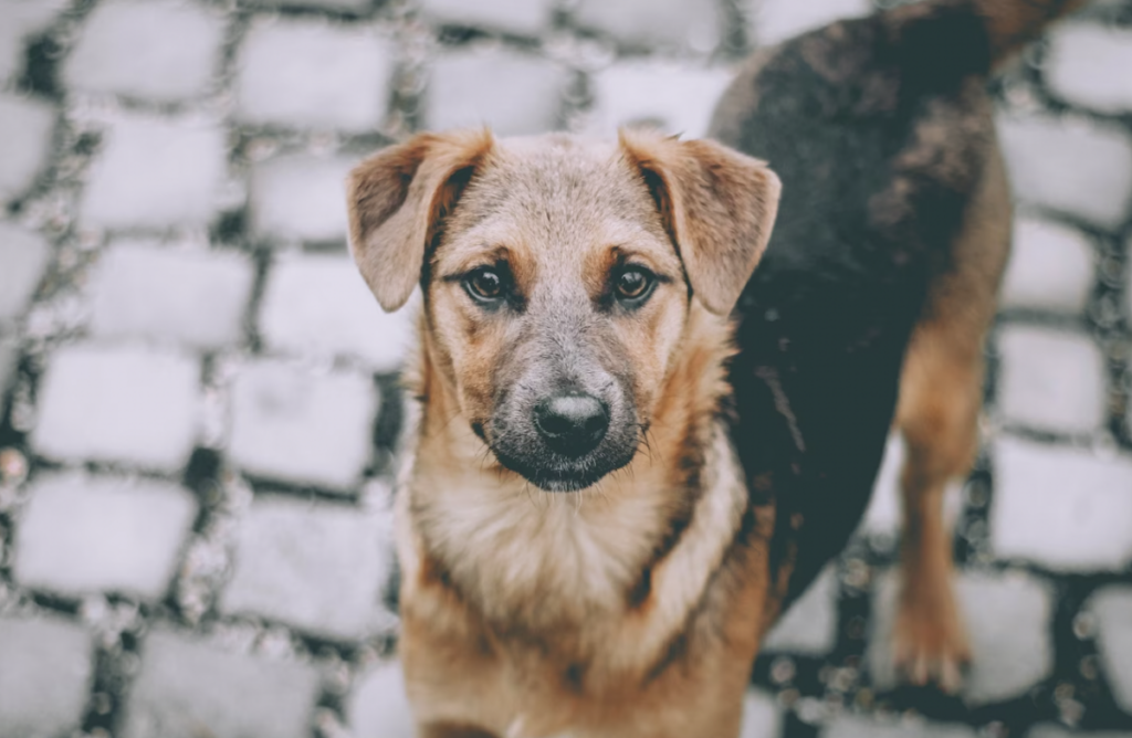 Muchos perros mestizos sufren de abandono.