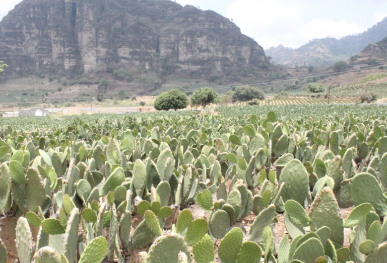 Campo de nopal