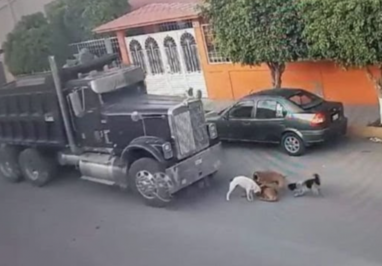 El maltrato animal empieza a ser castigado con mayor severidad.