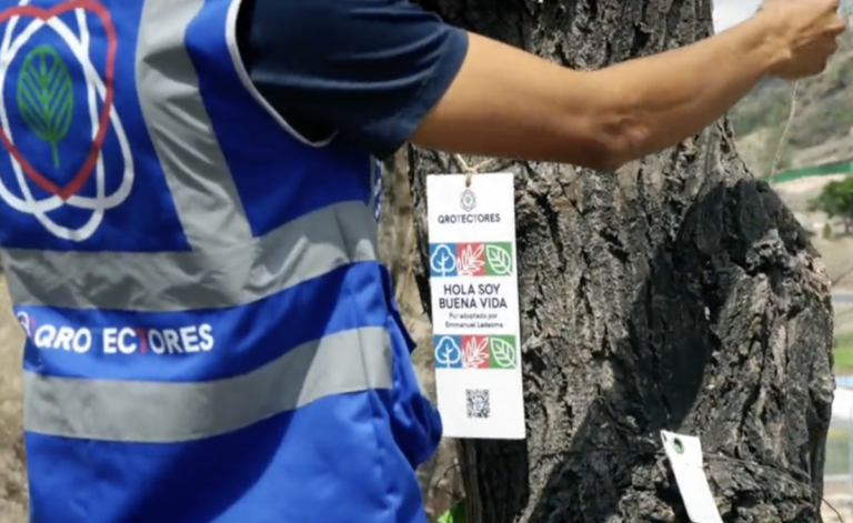 Se les da una segunda oportunidad a los árboles retirados del Paseo 5 de Febrero en Querétaro.