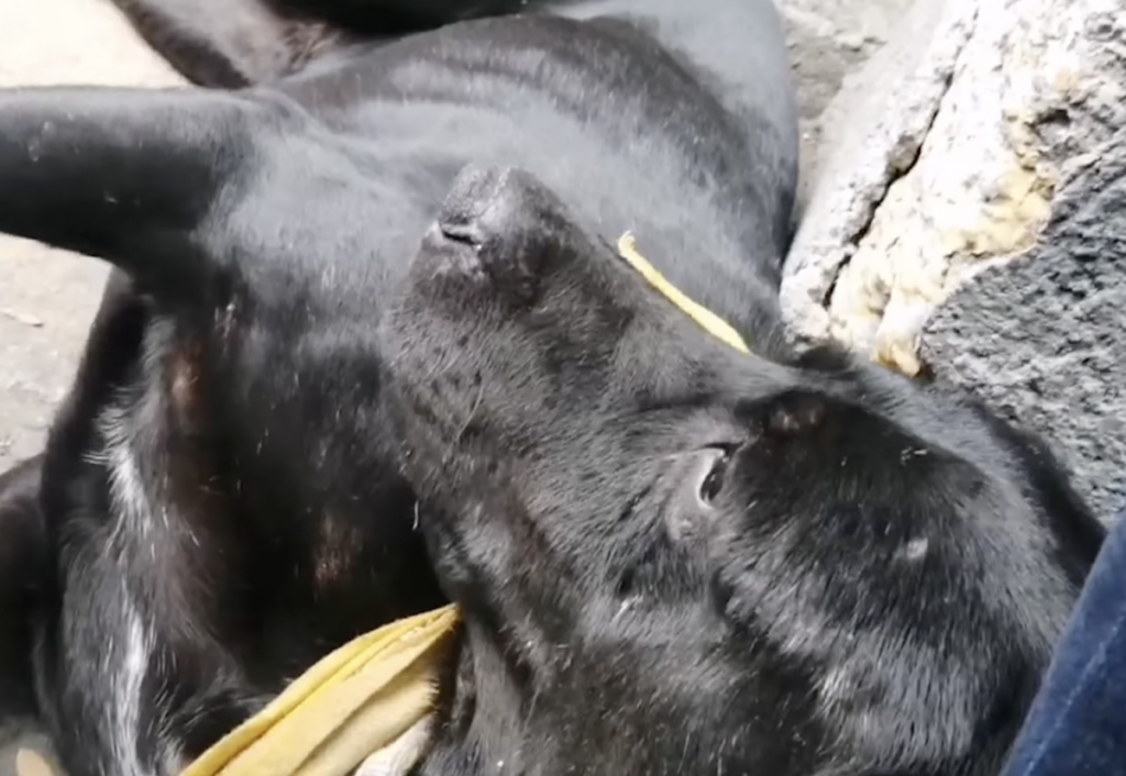 Solovino es uno de los dos perritos peregrinos que viajaron desde San Juan del Río hasta la Basílica de Guadalupe.