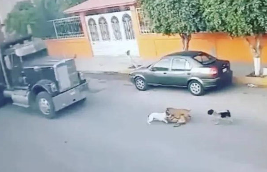 En 2022 Max y Julio fueron atropellados por Adolfo "N".