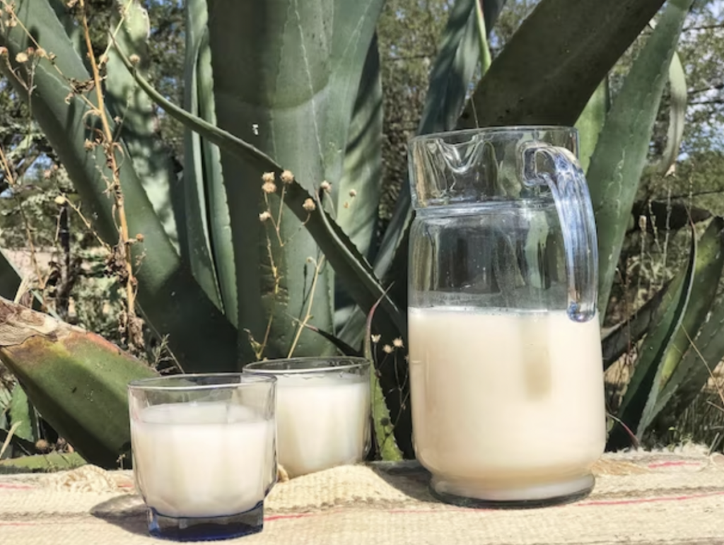 Pulque "Elixir de los Dioses"