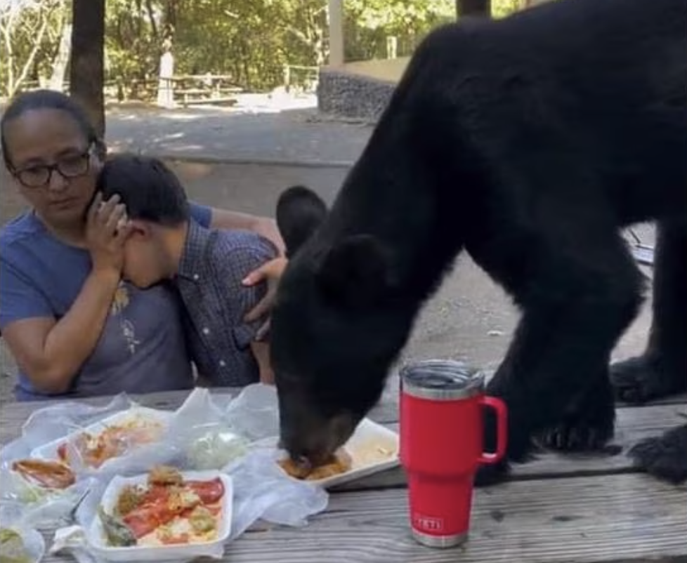 Por medio de redes sociales, un usuario compartió el video donde se observa al oso negro devorando la comida de la familia...