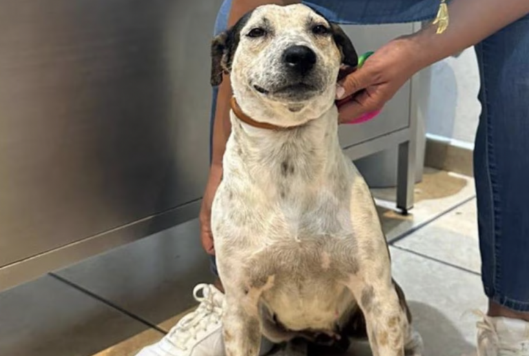 La perrita ya se encuentra también mejor de salud.