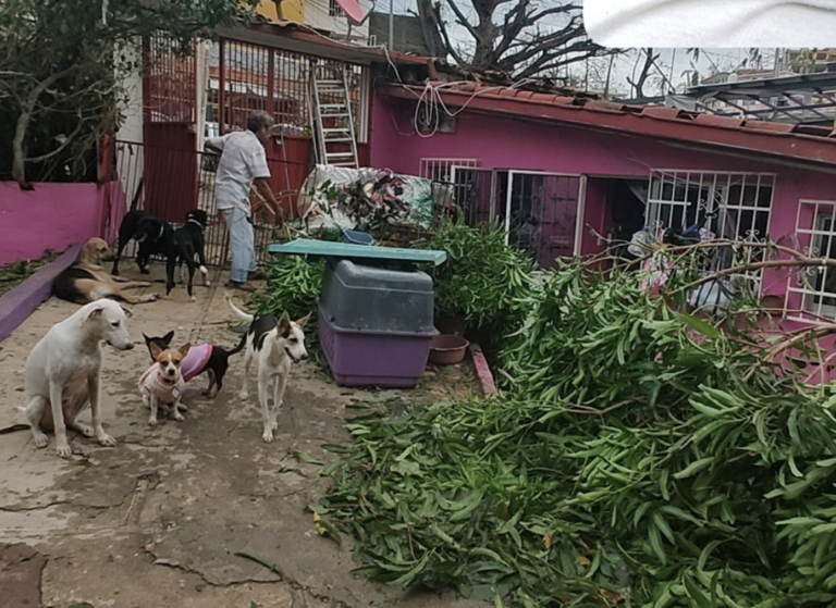 "Otis" también afectó a los animalitos gurrerenses.