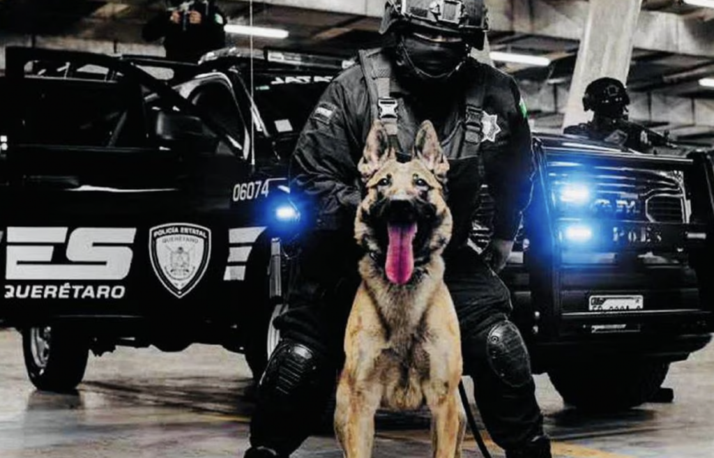 El Grupo Lobos K9 buscará la profesionalización en EE.UU.