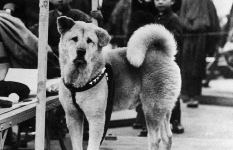Aniversario 100 de Hachiko