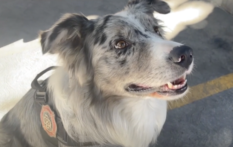 Milo cuenta con una certificación.