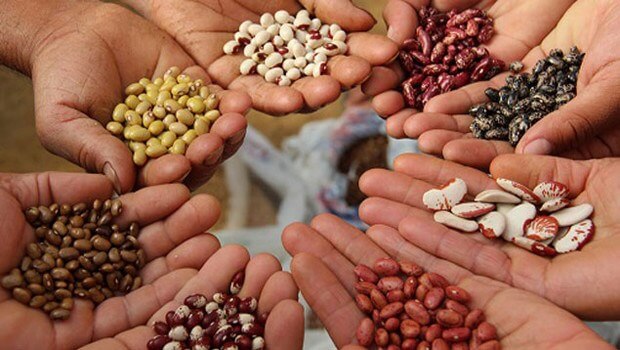 Daniel Madariaga Barrilado: Innovación y seguridad alimentaria