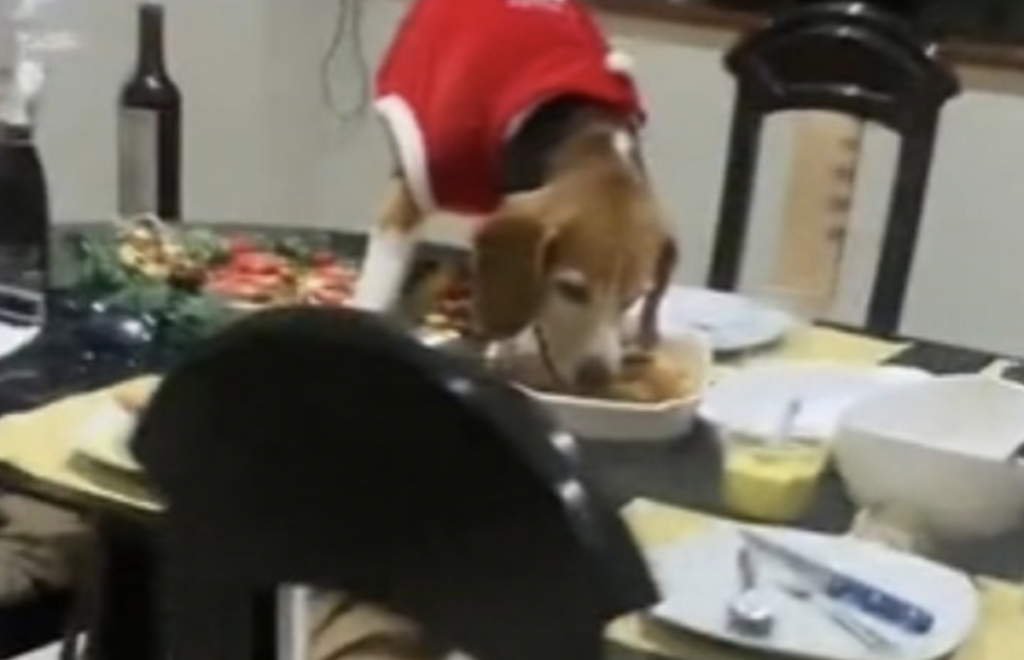 El perrito aprovechó el descuido de su familia.