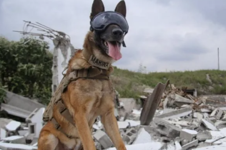 Tanto los perros policía como los de rescate requieren de mucho entrenamiento.