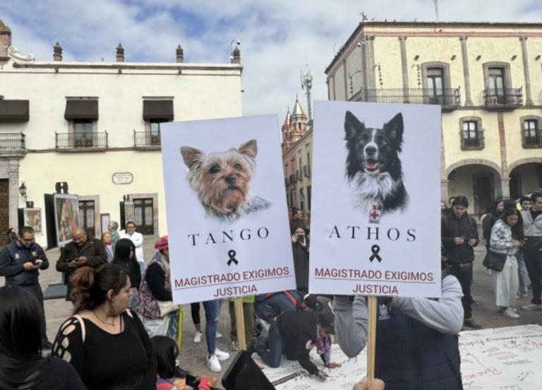 Buscan haya justicia para Athos y Tango.