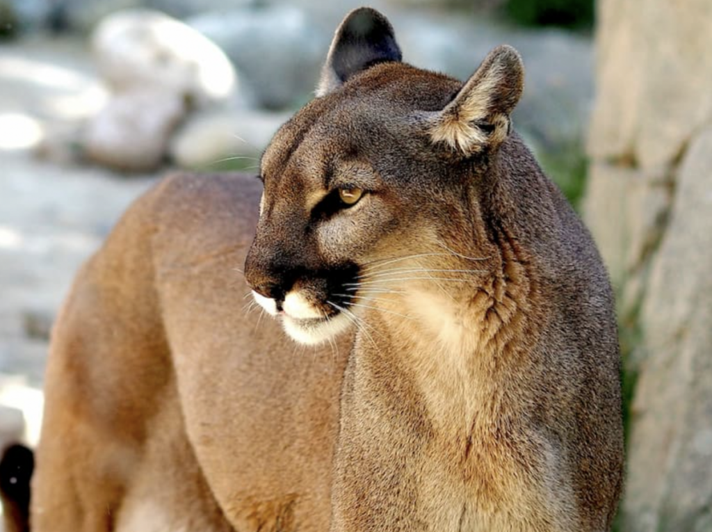 El puma es parte de la fauna existente en Querétaro.