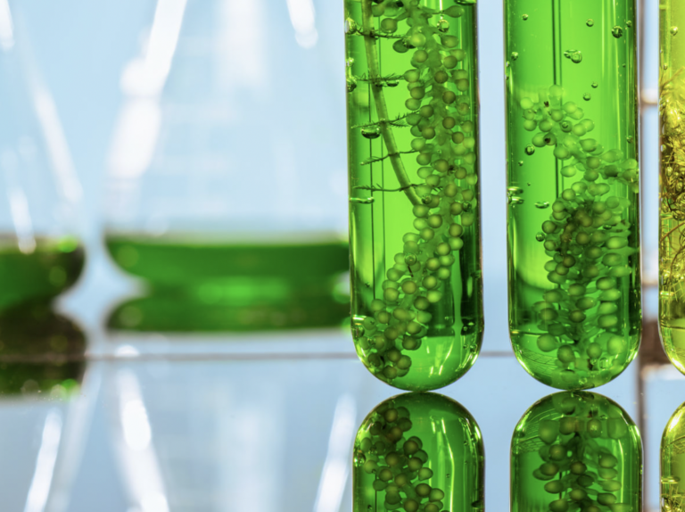 A partir de residuos agrícolas, crean opciones como biocombustible, para usar en la industria y que no generan gases de efecto invernadero.