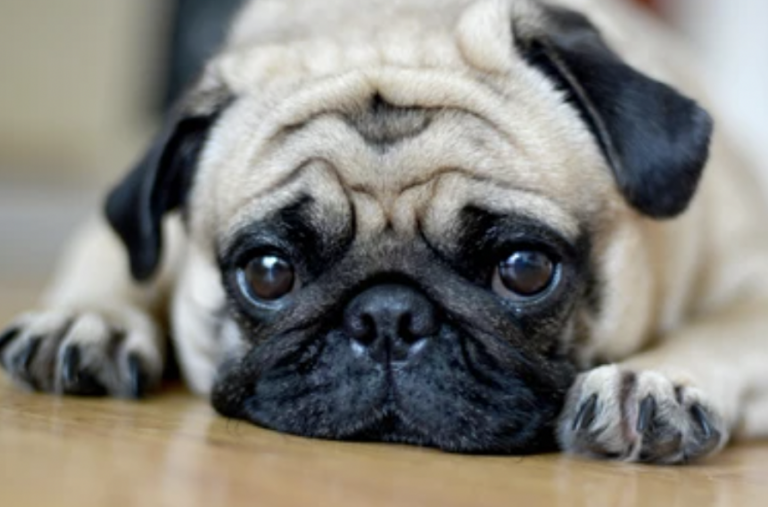 El pug murió a causa de la crueldad animal de la que fue víctima.