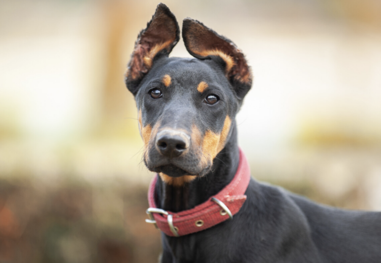 En redes se reprobó la acción del supuesto dueño que abandonó a su doberman.