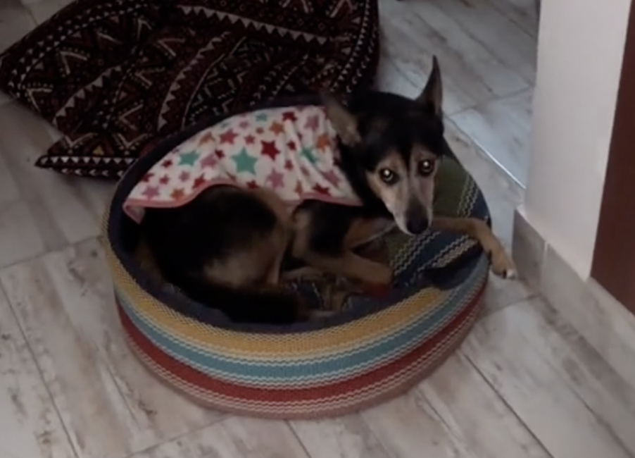 El dueño del perrito que se comió los billetes solo se limitó a decir: ¿Ustedes qué harían?