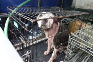 Quedan impunes casos de maltrato animal en Querétaro