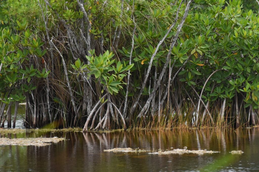 Urge restaurar los ecosistemas para mitigar su impacto