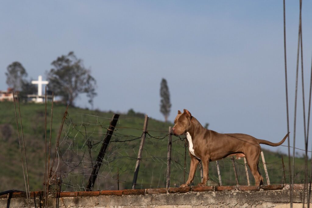 Quedan impunes casos de maltrato animal en Querétaro