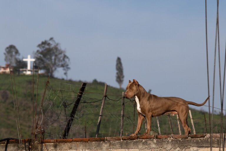 Quedan impunes casos de maltrato animal en Querétaro