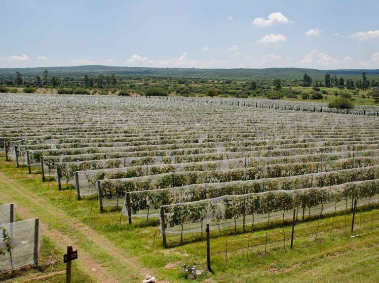 Querétaro busca impulsar la economía a través del Enoturismo