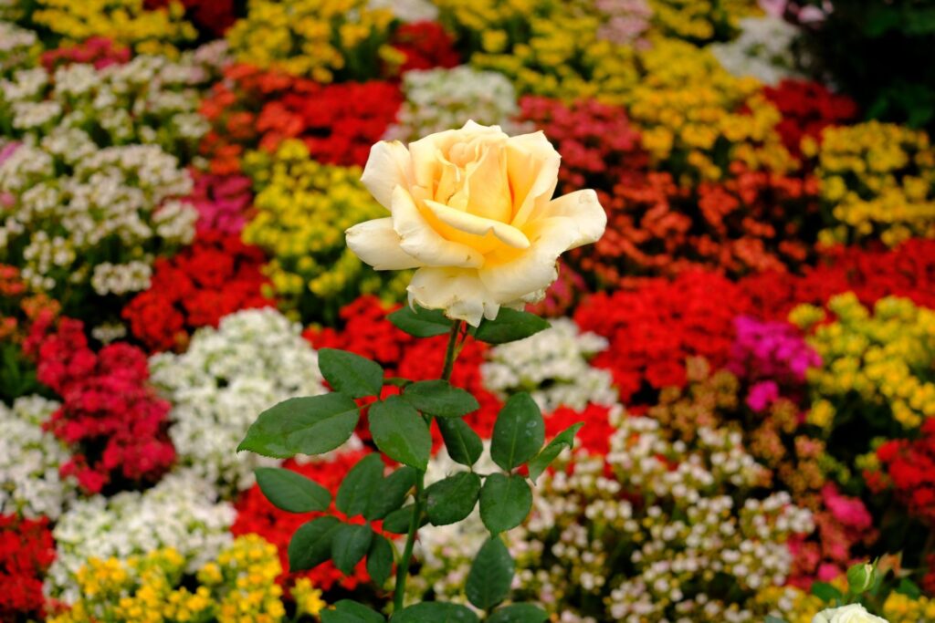 Los problemas a los que se enfrentan los floricultores