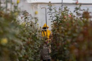 Los problemas a los que se enfrentan los floricultores