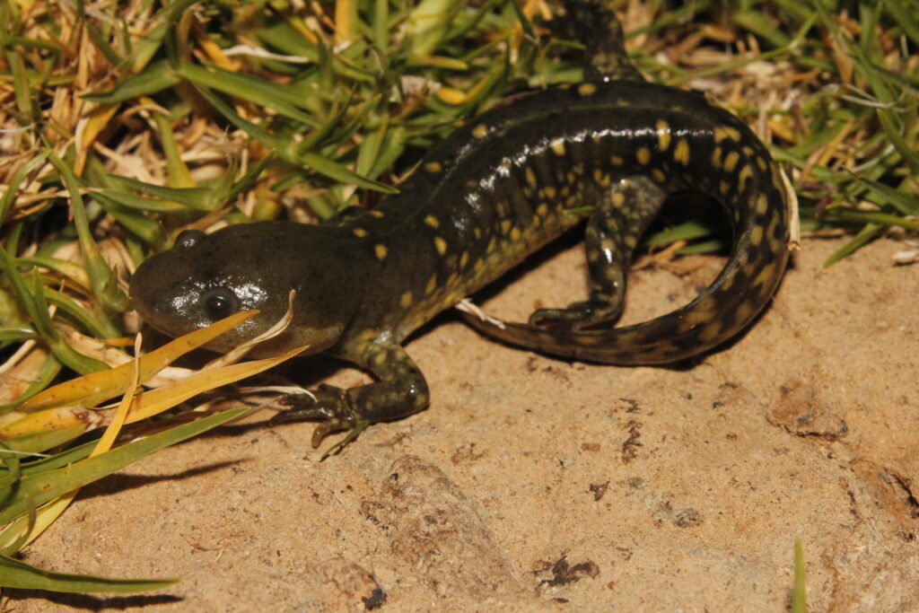 AJEMEX participa en apertura del Santuario del Ajolote de Villa Atl