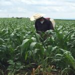 Destinan 35 mdp para atender la sequía