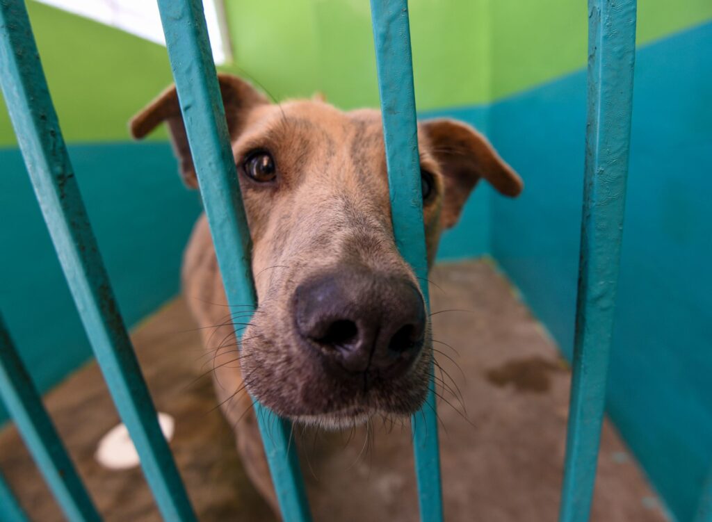 Sancionan 22 casos de maltrato animal