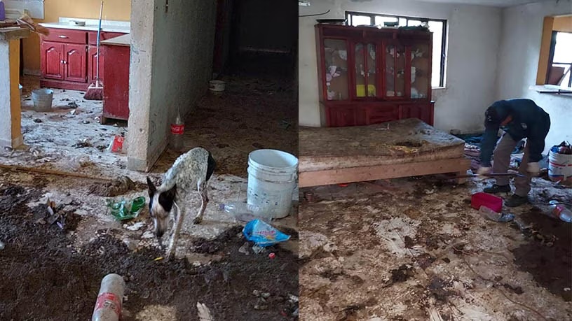 Rescatan a 17 perritos en San Juan del Río