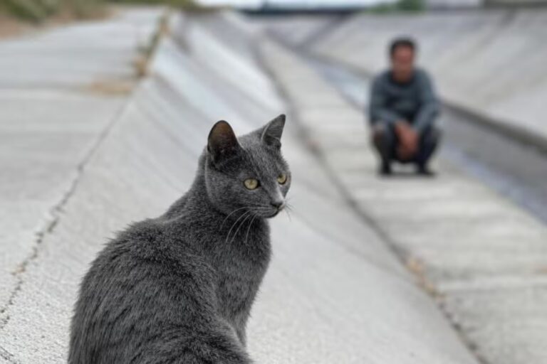 Vinculan a proceso a hombre en Querétaro por maltrato animal tras brutal muerte de un gato