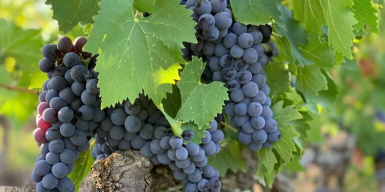 Querétaro: La Nueva Joya Vitivinícola de México