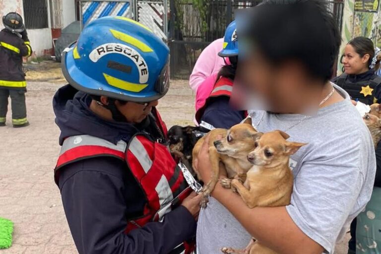 Bomberos de Querétaro rescatan a perritos de incendio