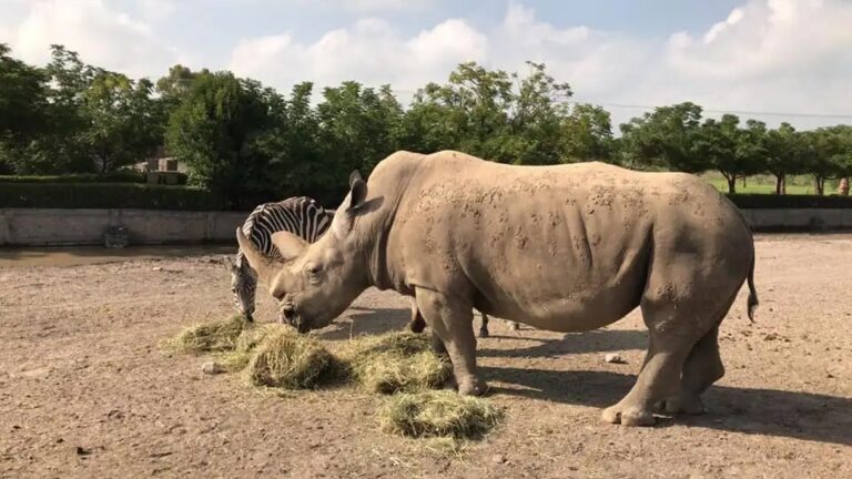 Zoológico Wamerú reabrirá en marzo como reserva natural
