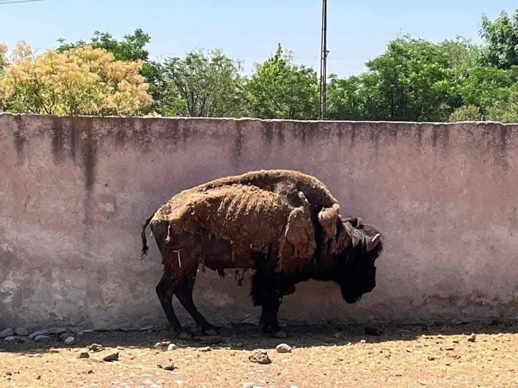 Profepa ordena medidas urgentes en zoológico Wameru de Querétaro