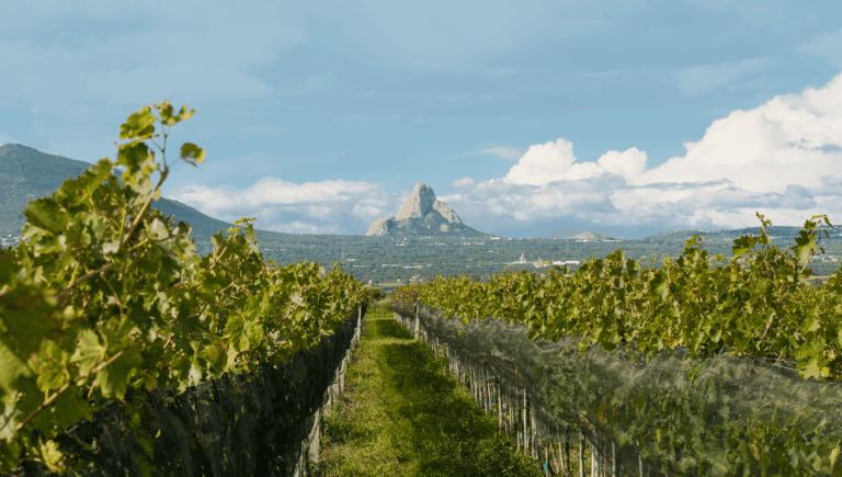 La región vitivinícola de Querétaro se consolida con protección geográfica