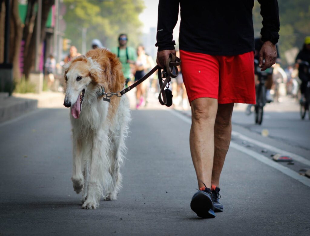Querétaro lanza registro gratuito de mascotas con chip y vacunas